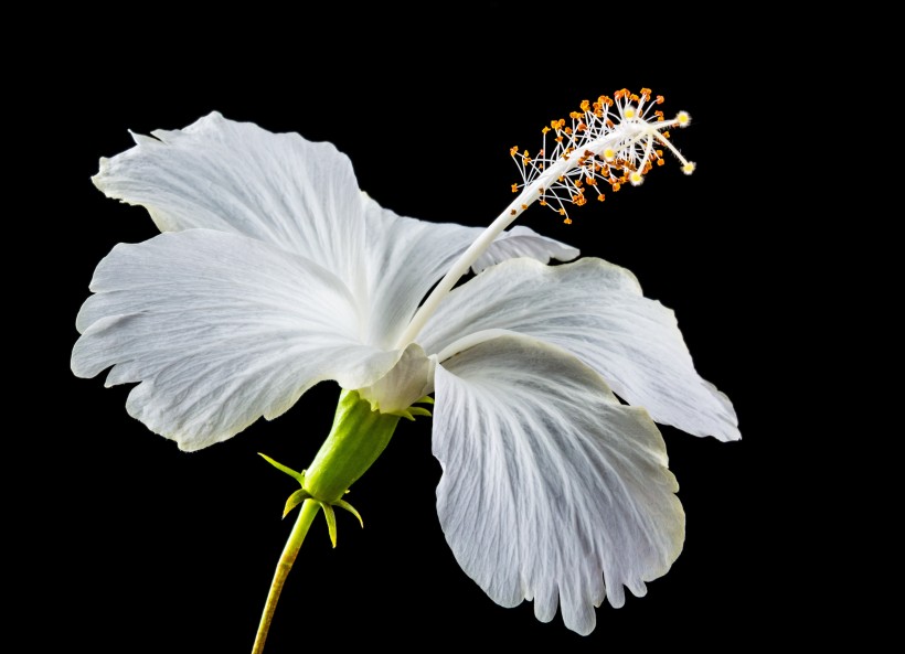 清新嬌豔的芙蓉花圖片