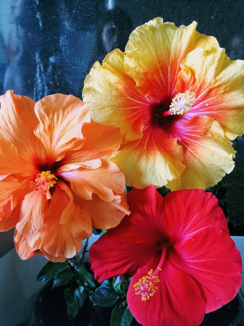 清新嬌豔的芙蓉花圖片