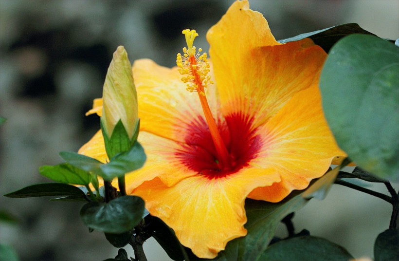 清新嬌豔的芙蓉花圖片
