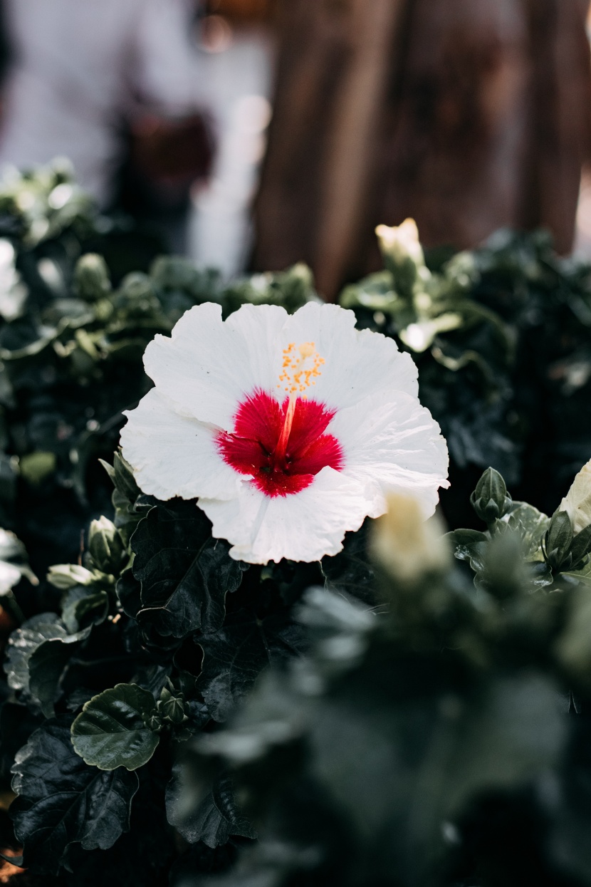 清新嬌豔的芙蓉花圖片