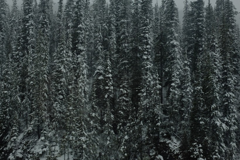 冬季白雪覆蓋的樹林圖片