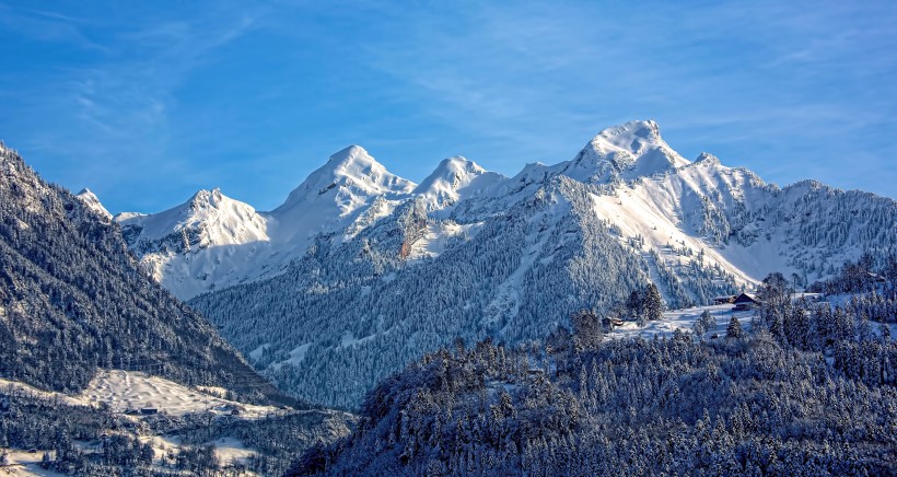 冬季白雪覆蓋的樹林圖片