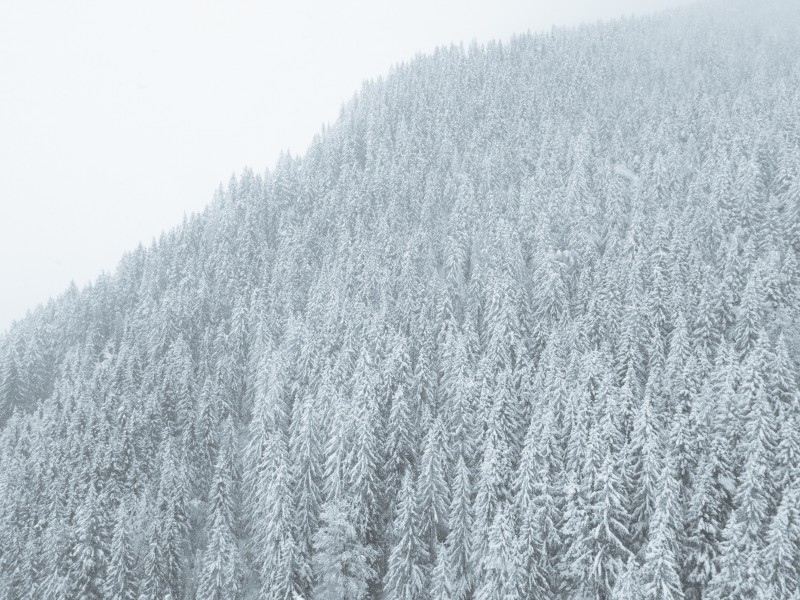 冬季白雪覆蓋的樹林圖片