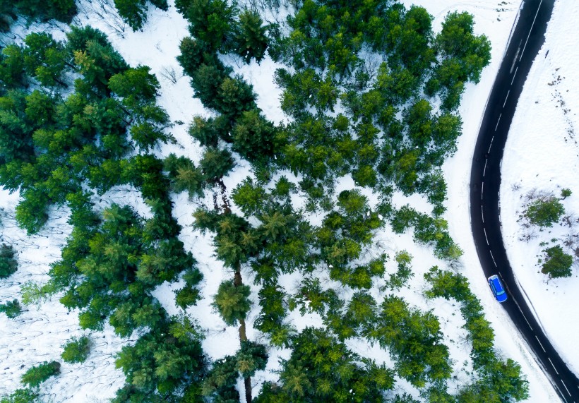 冬季白雪覆蓋的樹林圖片