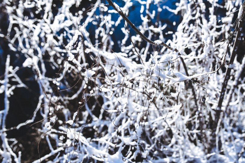 冬季結冰的樹木圖片