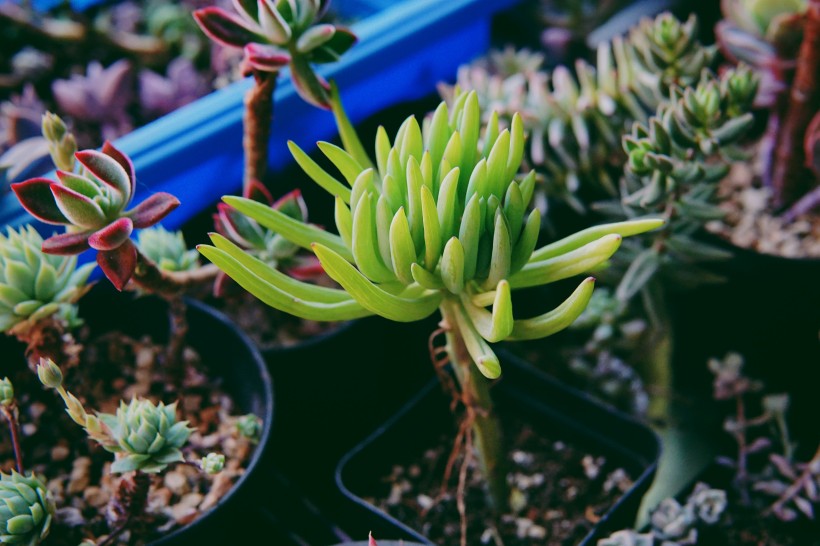 葉片肥厚的多肉植物圖片
