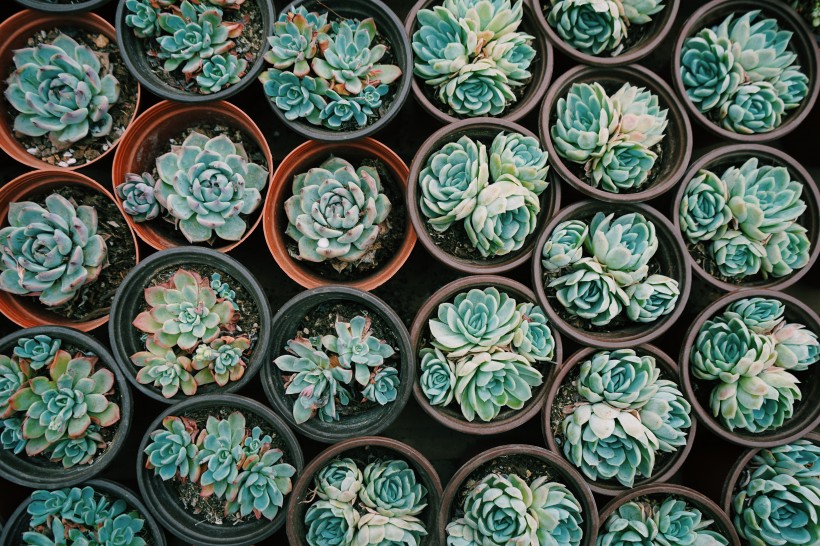 葉片肥厚的多肉植物圖片
