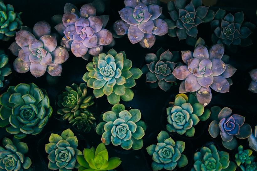 葉片肥厚的多肉植物圖片