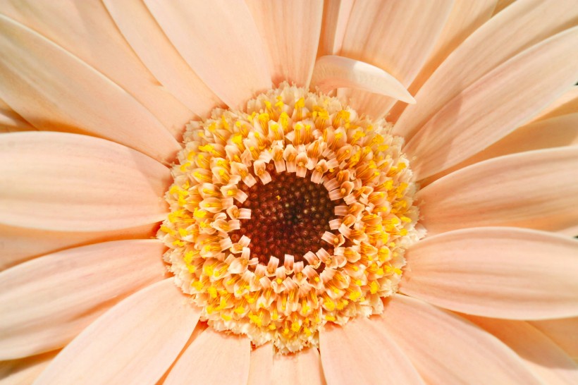 <a href=https://www.meiriqutu.com/tag/7617.html target=_blank class=infotextkey>花瓣</a>豔麗<a href=https://www.meiriqutu.com/tag/huaduo2.html target=_blank class=infotextkey><a href=https://www.meiriqutu.com/tag/7605.html target=_blank class=infotextkey>花朵</a></a>碩大的非洲菊圖片