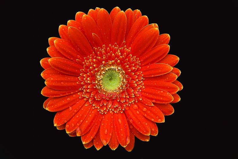 <a href=https://www.meiriqutu.com/tag/7617.html target=_blank class=infotextkey>花瓣</a>豔麗<a href=https://www.meiriqutu.com/tag/huaduo2.html target=_blank class=infotextkey><a href=https://www.meiriqutu.com/tag/7605.html target=_blank class=infotextkey>花朵</a></a>碩大的非洲菊圖片