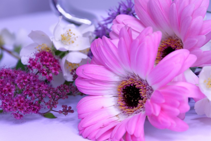 <a href=https://www.meiriqutu.com/tag/7617.html target=_blank class=infotextkey>花瓣</a>豔麗<a href=https://www.meiriqutu.com/tag/huaduo2.html target=_blank class=infotextkey><a href=https://www.meiriqutu.com/tag/7605.html target=_blank class=infotextkey>花朵</a></a>碩大的非洲菊圖片