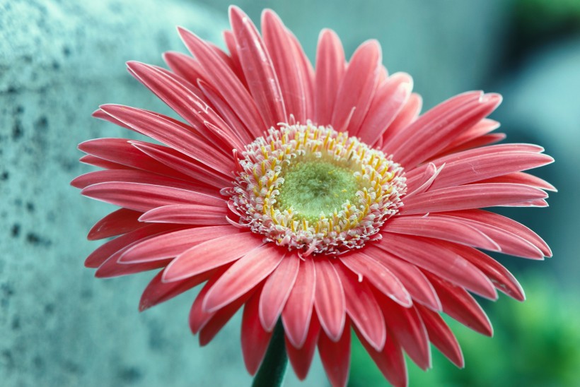 <a href=https://www.meiriqutu.com/tag/7617.html target=_blank class=infotextkey>花瓣</a>豔麗<a href=https://www.meiriqutu.com/tag/huaduo2.html target=_blank class=infotextkey><a href=https://www.meiriqutu.com/tag/7605.html target=_blank class=infotextkey>花朵</a></a>碩大的非洲菊圖片