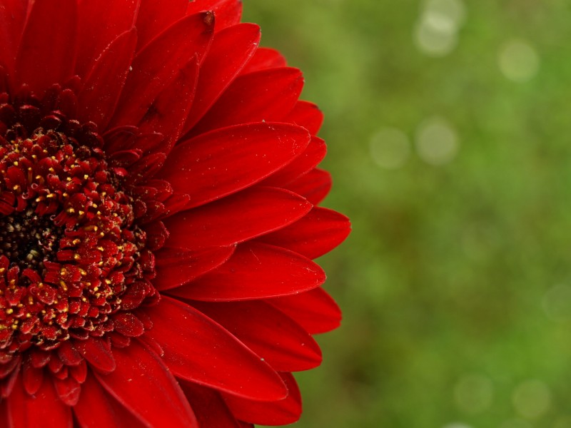 <a href=https://www.meiriqutu.com/tag/7617.html target=_blank class=infotextkey>花瓣</a>豔麗<a href=https://www.meiriqutu.com/tag/huaduo2.html target=_blank class=infotextkey><a href=https://www.meiriqutu.com/tag/7605.html target=_blank class=infotextkey>花朵</a></a>碩大的非洲菊圖片