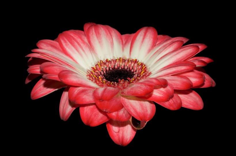 <a href=https://www.meiriqutu.com/tag/7617.html target=_blank class=infotextkey>花瓣</a>豔麗<a href=https://www.meiriqutu.com/tag/huaduo2.html target=_blank class=infotextkey><a href=https://www.meiriqutu.com/tag/7605.html target=_blank class=infotextkey>花朵</a></a>碩大的非洲菊圖片