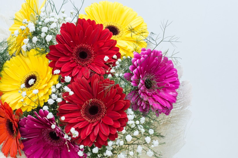<a href=https://www.meiriqutu.com/tag/7617.html target=_blank class=infotextkey>花瓣</a>豔麗<a href=https://www.meiriqutu.com/tag/huaduo2.html target=_blank class=infotextkey><a href=https://www.meiriqutu.com/tag/7605.html target=_blank class=infotextkey>花朵</a></a>碩大的非洲菊圖片