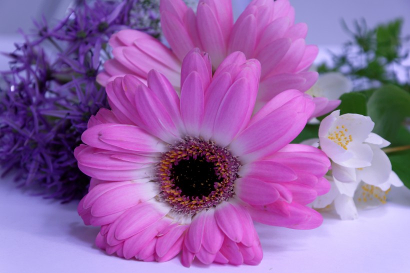 <a href=https://www.meiriqutu.com/tag/7617.html target=_blank class=infotextkey>花瓣</a>豔麗<a href=https://www.meiriqutu.com/tag/huaduo2.html target=_blank class=infotextkey><a href=https://www.meiriqutu.com/tag/7605.html target=_blank class=infotextkey>花朵</a></a>碩大的非洲菊圖片