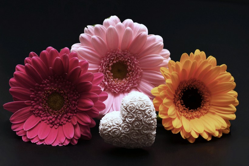 <a href=https://www.meiriqutu.com/tag/7617.html target=_blank class=infotextkey>花瓣</a>豔麗<a href=https://www.meiriqutu.com/tag/huaduo2.html target=_blank class=infotextkey><a href=https://www.meiriqutu.com/tag/7605.html target=_blank class=infotextkey>花朵</a></a>碩大的非洲菊圖片