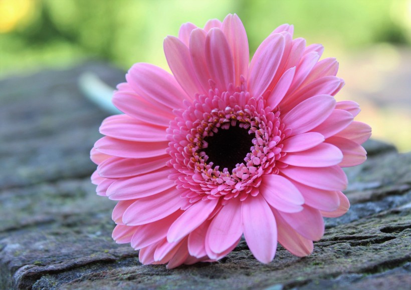 <a href=https://www.meiriqutu.com/tag/7617.html target=_blank class=infotextkey>花瓣</a>豔麗<a href=https://www.meiriqutu.com/tag/huaduo2.html target=_blank class=infotextkey><a href=https://www.meiriqutu.com/tag/7605.html target=_blank class=infotextkey>花朵</a></a>碩大的非洲菊圖片