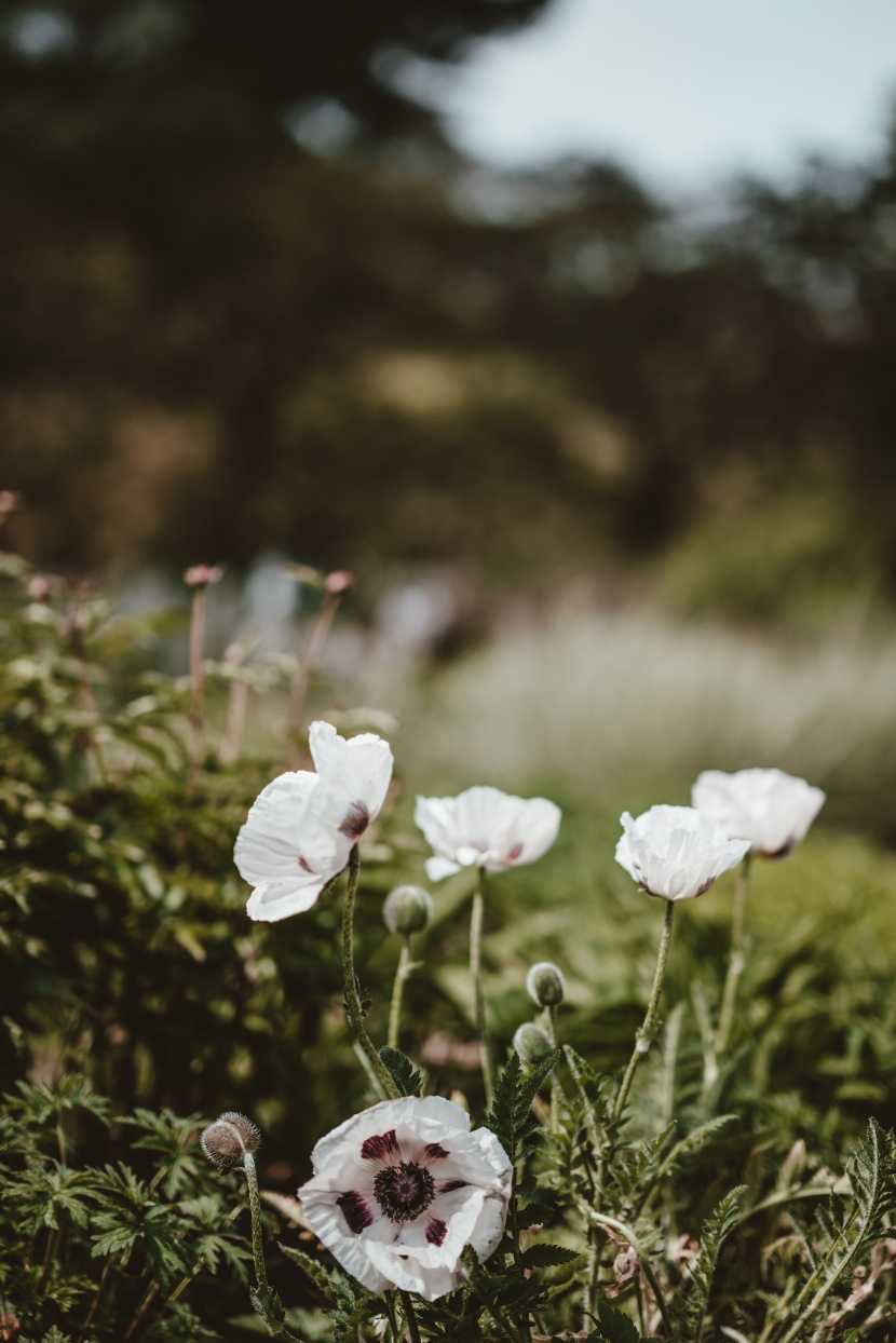 清新嬌豔的芙蓉花圖片