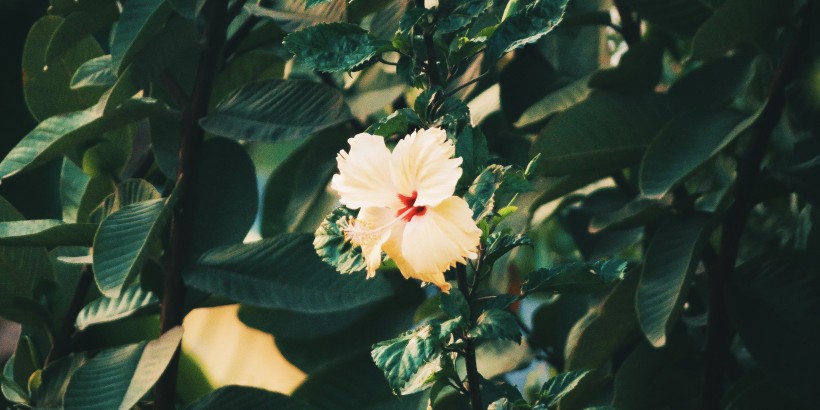 清新嬌豔的芙蓉花圖片