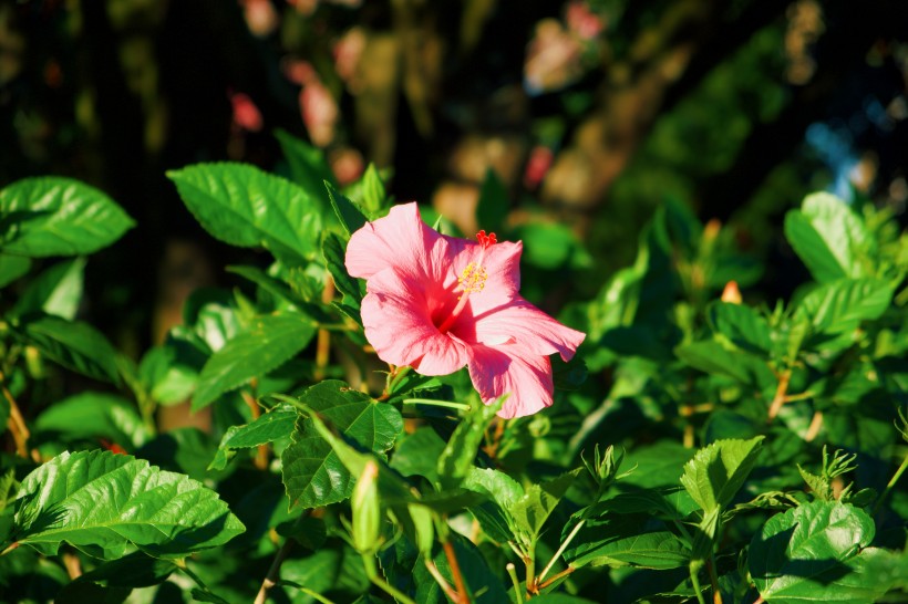 純潔美麗的白色芙蓉花圖片
