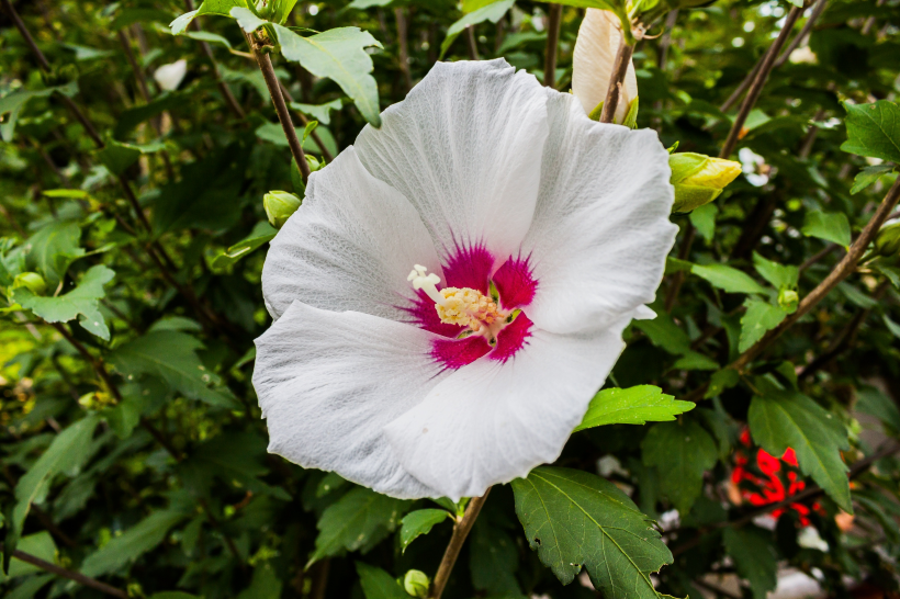清新嬌豔的芙蓉花圖片