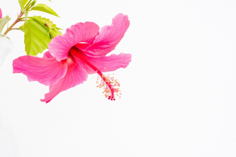 清新嬌豔的芙蓉花圖片