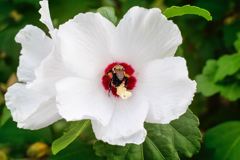 清新嬌豔的芙蓉花圖片