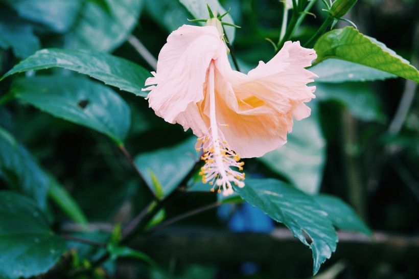清新嬌豔的芙蓉花圖片