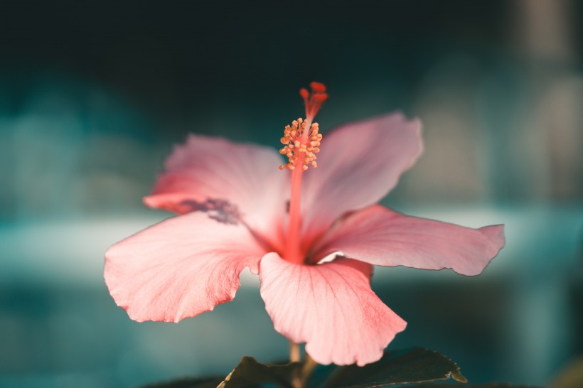 清新嬌豔的芙蓉花圖片