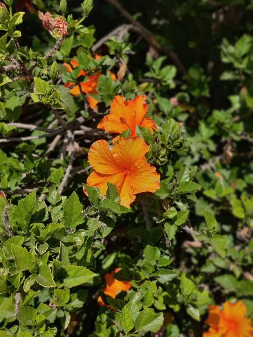 清新嬌豔的芙蓉花圖片