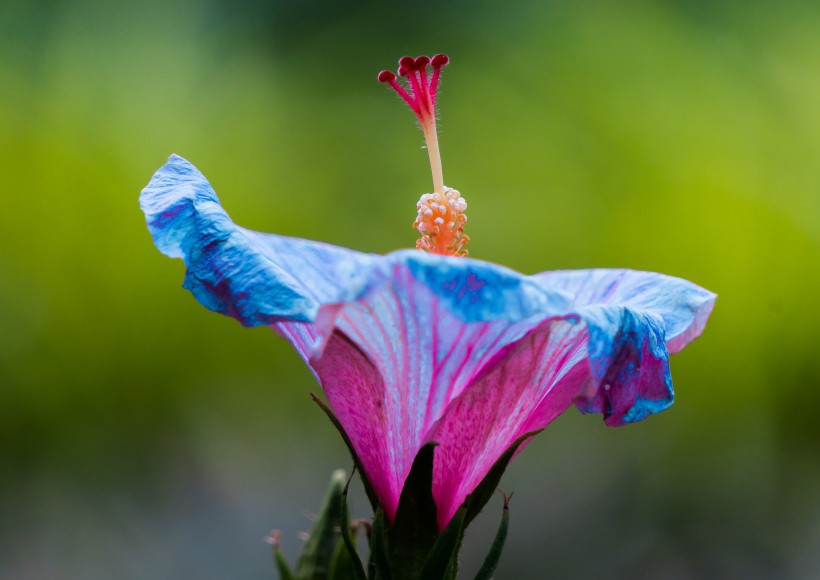 清新嬌豔的芙蓉花圖片