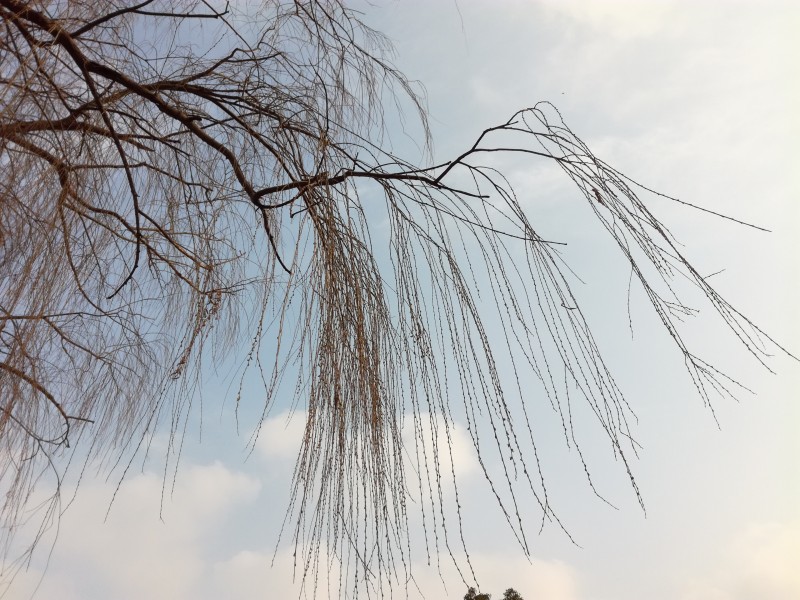 幹枯的樹枝圖片