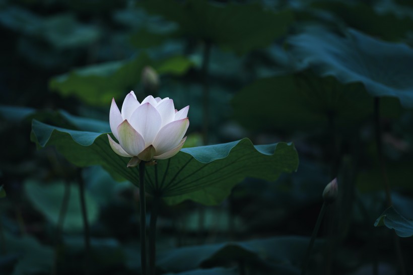 氣質高雅的<a href=https://www.meiriqutu.com/tag/7611.html target=_blank class=infotextkey>荷花</a>圖片
