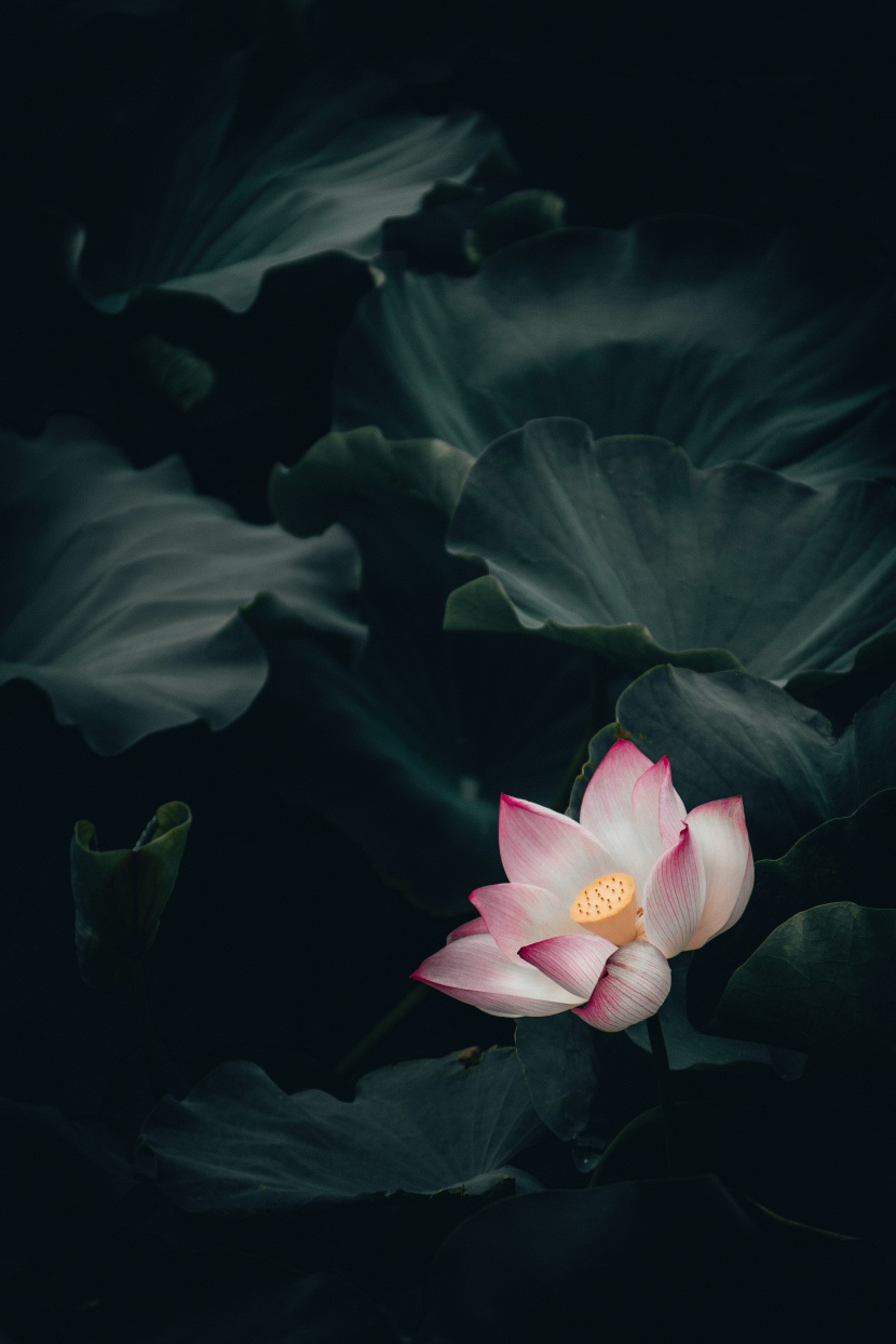 氣質高雅的<a href=https://www.meiriqutu.com/tag/7611.html target=_blank class=infotextkey>荷花</a>圖片