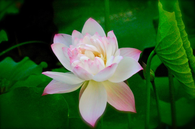 氣質高雅的<a href=https://www.meiriqutu.com/tag/7611.html target=_blank class=infotextkey>荷花</a>圖片