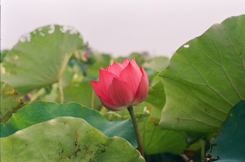 氣質高雅的<a href=https://www.meiriqutu.com/tag/7611.html target=_blank class=infotextkey>荷花</a>圖片