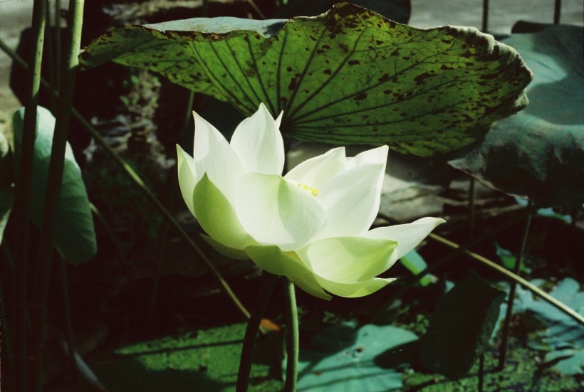 氣質高雅的<a href=https://www.meiriqutu.com/tag/7611.html target=_blank class=infotextkey>荷花</a>圖片