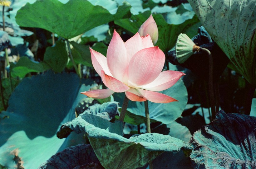 氣質高雅的<a href=https://www.meiriqutu.com/tag/7611.html target=_blank class=infotextkey>荷花</a>圖片