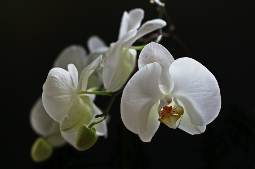 <a href=https://www.meiriqutu.com/tag/huaduo2.html target=_blank class=infotextkey><a href=https://www.meiriqutu.com/tag/7605.html target=_blank class=infotextkey>花朵</a></a>如<a href=https://www.meiriqutu.com/tag/7606.html target=_blank class=infotextkey>蝴蝶</a>飛舞般的<a href=https://www.meiriqutu.com/tag/7606.html target=_blank class=infotextkey>蝴蝶</a>蘭圖片