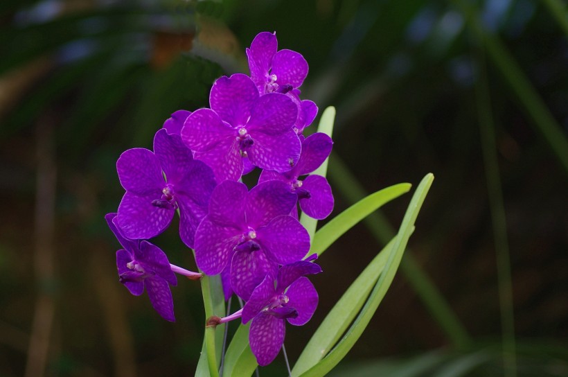 <a href=https://www.meiriqutu.com/tag/huaduo2.html target=_blank class=infotextkey><a href=https://www.meiriqutu.com/tag/7605.html target=_blank class=infotextkey>花朵</a></a>如<a href=https://www.meiriqutu.com/tag/7606.html target=_blank class=infotextkey>蝴蝶</a>飛舞般的<a href=https://www.meiriqutu.com/tag/7606.html target=_blank class=infotextkey>蝴蝶</a>蘭圖片