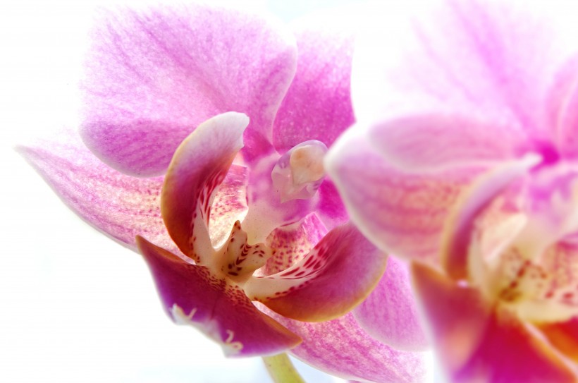 <a href=https://www.meiriqutu.com/tag/huaduo2.html target=_blank class=infotextkey><a href=https://www.meiriqutu.com/tag/7605.html target=_blank class=infotextkey>花朵</a></a>如<a href=https://www.meiriqutu.com/tag/7606.html target=_blank class=infotextkey>蝴蝶</a>飛舞般的<a href=https://www.meiriqutu.com/tag/7606.html target=_blank class=infotextkey>蝴蝶</a>蘭圖片