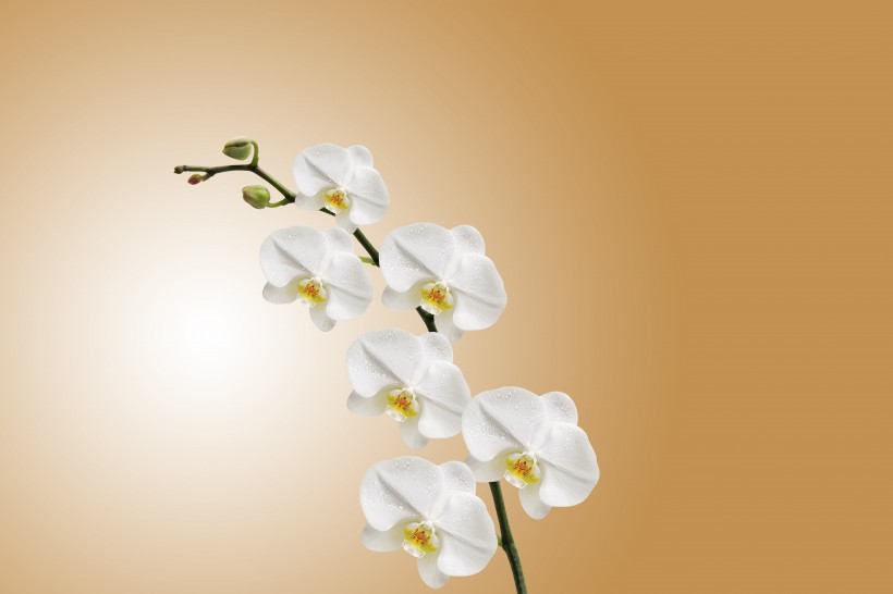 <a href=https://www.meiriqutu.com/tag/huaduo2.html target=_blank class=infotextkey><a href=https://www.meiriqutu.com/tag/7605.html target=_blank class=infotextkey>花朵</a></a>如<a href=https://www.meiriqutu.com/tag/7606.html target=_blank class=infotextkey>蝴蝶</a>飛舞般的<a href=https://www.meiriqutu.com/tag/7606.html target=_blank class=infotextkey>蝴蝶</a>蘭圖片