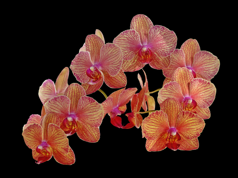 <a href=https://www.meiriqutu.com/tag/huaduo2.html target=_blank class=infotextkey><a href=https://www.meiriqutu.com/tag/7605.html target=_blank class=infotextkey>花朵</a></a>如<a href=https://www.meiriqutu.com/tag/7606.html target=_blank class=infotextkey>蝴蝶</a>飛舞般的<a href=https://www.meiriqutu.com/tag/7606.html target=_blank class=infotextkey>蝴蝶</a>蘭圖片