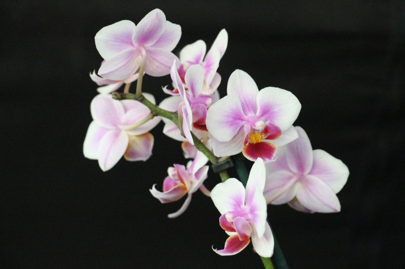 <a href=https://www.meiriqutu.com/tag/huaduo2.html target=_blank class=infotextkey><a href=https://www.meiriqutu.com/tag/7605.html target=_blank class=infotextkey>花朵</a></a>如<a href=https://www.meiriqutu.com/tag/7606.html target=_blank class=infotextkey>蝴蝶</a>飛舞般的<a href=https://www.meiriqutu.com/tag/7606.html target=_blank class=infotextkey>蝴蝶</a>蘭圖片