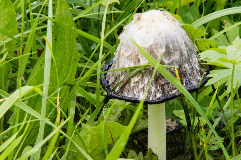 森裡中白色的雞腿蘑圖片