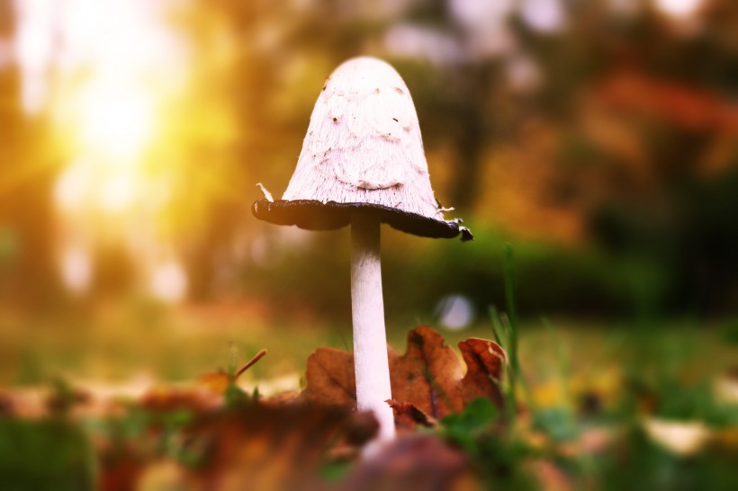 森裡中白色的雞腿蘑圖片