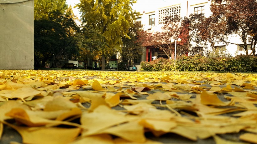 落在地上的樹葉圖片