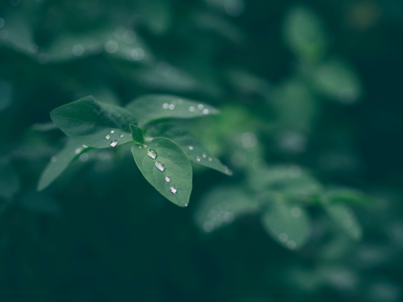 綠葉上的露珠圖片