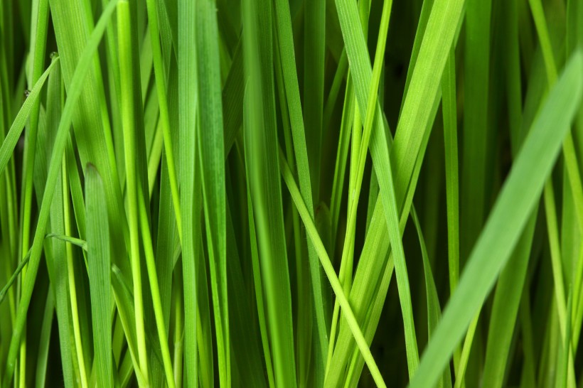 綠油油的草叢圖片